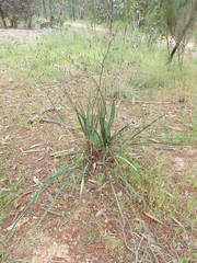 Dianella tarda