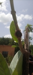 Calotropis procera image