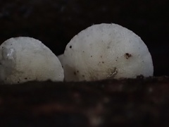 Campanella junghuhnii