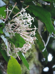 Image of Ixora burundiensis