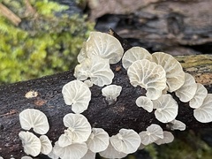 Campanella junghuhnii