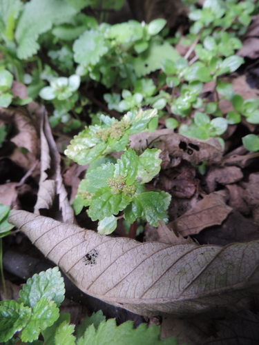 Pilea image