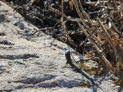 Podarcis carbonelli berlengensis