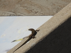 Podarcis carbonelli berlengensis