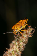 Carpocoris pudicus