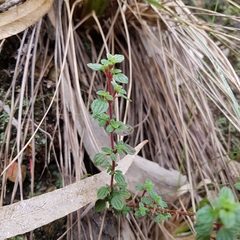 Chaetolepis microphylla