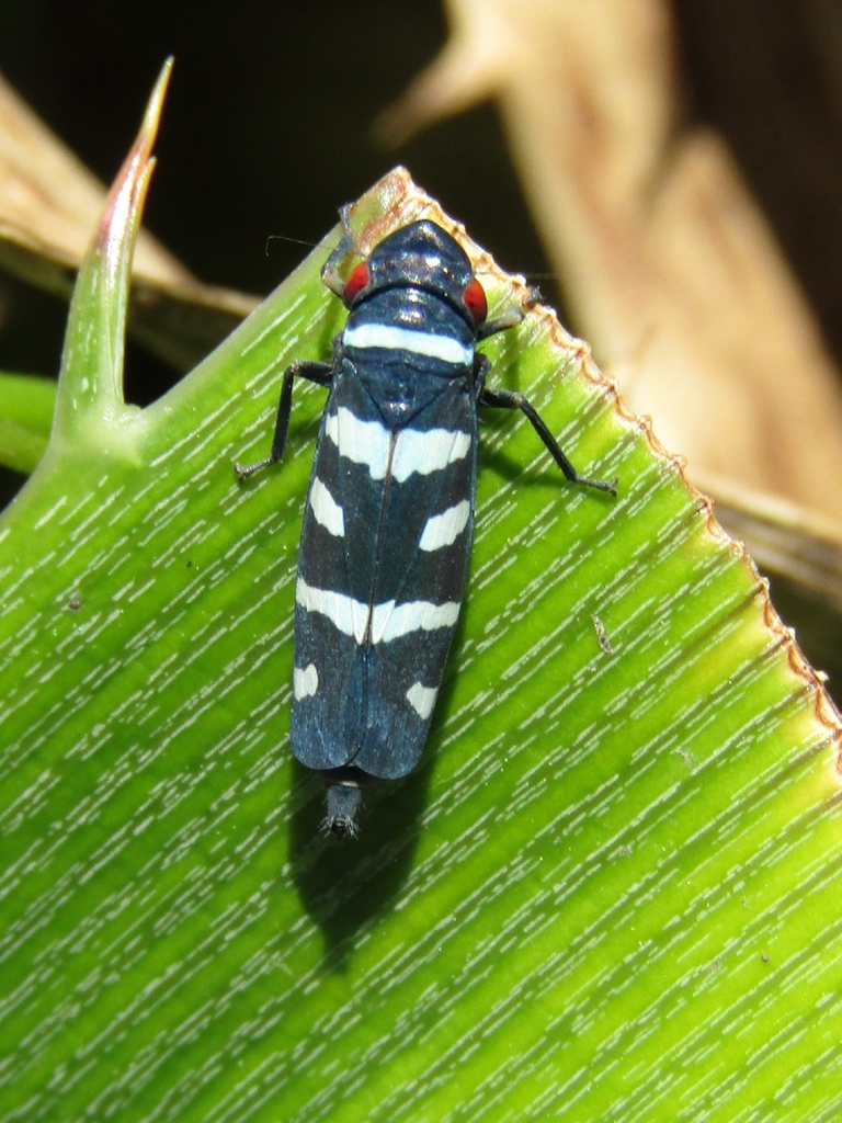Balacha melanocephala