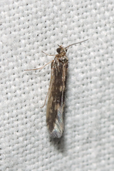 Agraylea