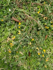 Lotus subbiflorus subbiflorus