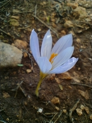 Crocus cancellatus mazziaricus