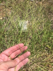 Schedonnardus paniculatus