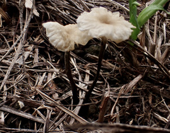 Marasmiellus tricolor