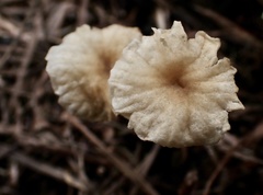 Marasmiellus tricolor