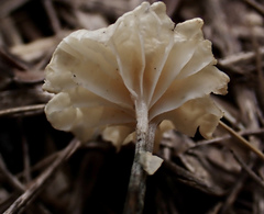 Marasmiellus tricolor
