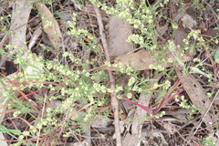 Galium gaudichaudii