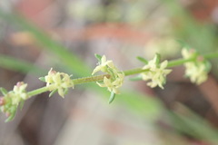Galium gaudichaudii