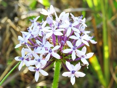 Pentanisia prunelloides prunelloides