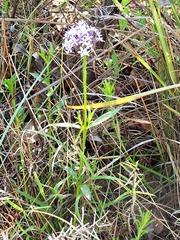Pentanisia prunelloides prunelloides
