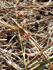 Urochloa serrata
