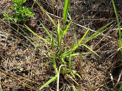 Urochloa serrata