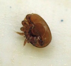 Varroa destructor