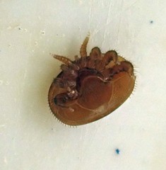 Varroa destructor