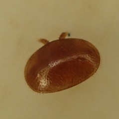 Varroa destructor