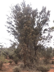 Casuarina pauper