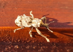 Orthorhinus