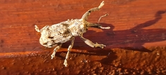 Orthorhinus