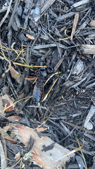 Mastigoproctus floridanus