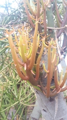 Euphorbia tirucalli