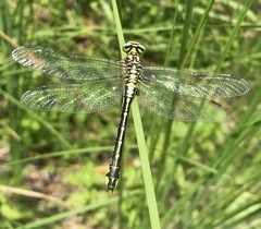 Gomphus schneiderii