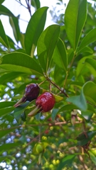 Eugenia involucrata