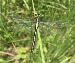 Gomphus schneiderii