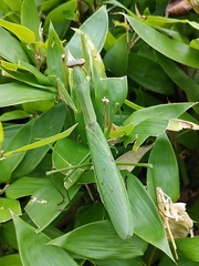 Tenodera sinensis