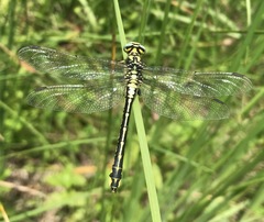 Gomphus schneiderii