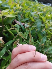 Tenodera sinensis