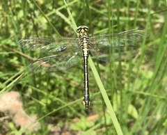 Gomphus schneiderii