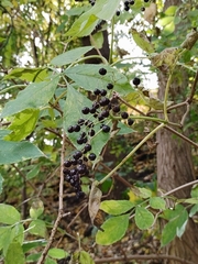 Sambucus nigra