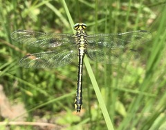 Gomphus schneiderii
