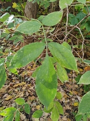 Sambucus nigra