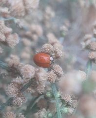 Harmonia axyridis