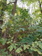 Sambucus nigra