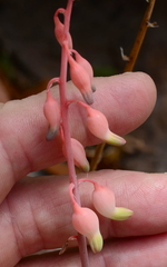 Gasteria bicolor