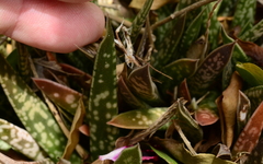 Gasteria bicolor