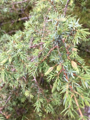 Oligotrophus juniperinus