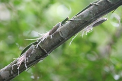 Pterodictya reticularis