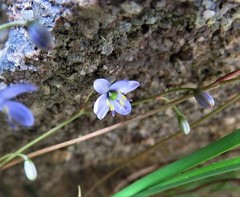 Dianella tenuissima