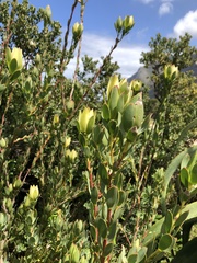 Leucadendron discolor